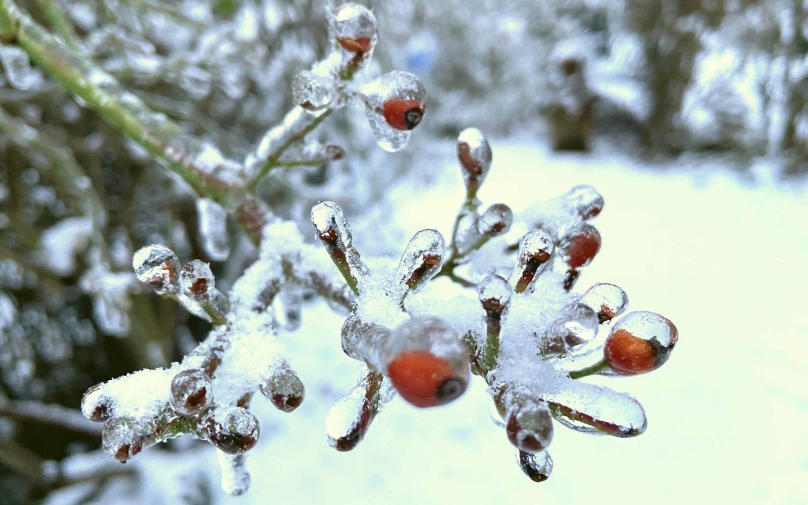 IMG_0580.jpg Hagebutte neu